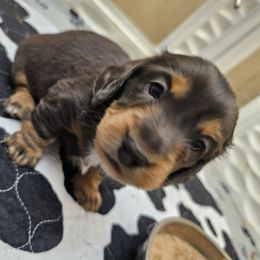 Dachshund Puppies from Collier Dachshunds