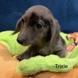 Trixie - Dapple female Dachshund puppy in Cabool, Missouri from Dachshund's of Country Magic Farms in Missouri