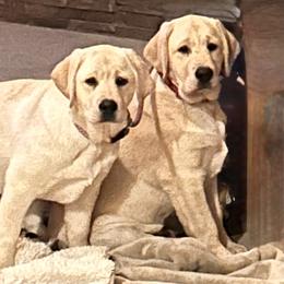Labrador Retriever Puppies from Flashylabs AKC GRAND CHAMPION SIRED