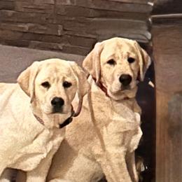 Labrador Retriever Puppies from Flashylabs AKC GRAND CHAMPION SIRED