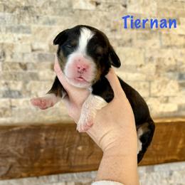 Tiernan - Tri-color male Bernedoodle puppy in Midland, Michigan from Northern Charm Farm
