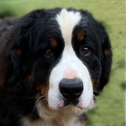 Romeo - Bernese Mountain Dog