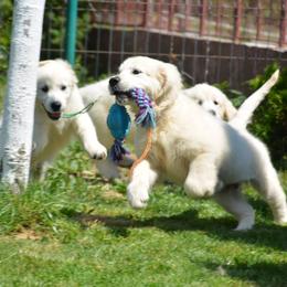 Golden Retriever Puppies from OC Goldens