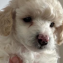 Speckles - Cream male Poodle puppy in Lyle, Washington from Sport Yorkie