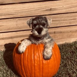 Miniature Schnauzer Puppies from Pierhaus Minature Schnauzers