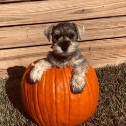 Miniature Schnauzer Puppies from Pierhaus Minature Schnauzers