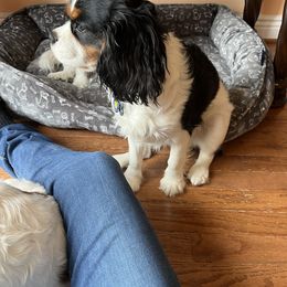 Cavalier King Charles Spaniel All Grown Up from Baker Family Cavalier King Charles Spaniels