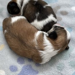 Pekingese Puppies from Della Serra Pekingese