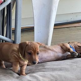 Dachshund Puppies from Witchy Woman’s Wiener’s
