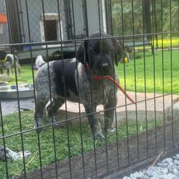 Red Collar Male - Black male German Shorthaired Pointer puppy in Rincon, Georgia from South Creek Kennels / SCK Gun Dogs