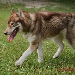 Lil Red - Siberian Husky