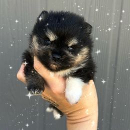 Armani - Black and tan male Pomeranian puppy in Pollock Pines, California from Glitzypoms