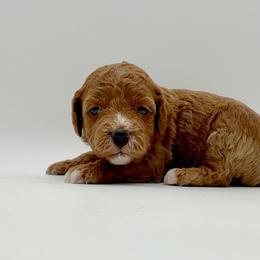 Girl 1 - Red  female Goldendoodle puppy in Philadelphia, Mississippi from Oakie Doodles