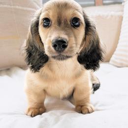 Rocky 3750 - Cream male Dachshund puppy in Sylvania, Alabama from Yancey’s Doxies