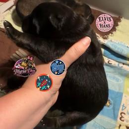 Rocket - Bi-color male German Shepherd puppy in Livingston, Kentucky from Illyria Dox & GSD