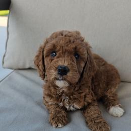 Lavender Girl - Red female Labradoodle puppy in Payson, Utah from Utah County Labradoodles