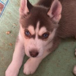 Alastor - Red and white male Siberian Husky puppy in Lakeland, Florida from Ice Blue Legacy Siberians Huskies