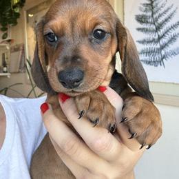 Dachshund All Grown Up from Hotdawgz standard AKC dachshunds