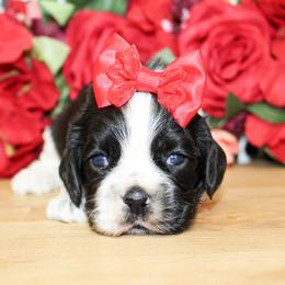 Molly - Black and white female Cocker Spaniel puppy in Rattan, Oklahoma from Double M Cocker Spaniels