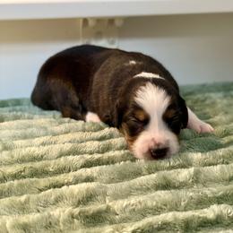 Poppy - Black tri-color female Australian Shepherd puppy in Salinas, California from AA Aussies