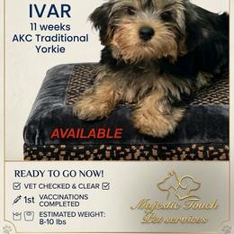 Ivar - Black and tan male Yorkshire Terrier puppy in Forest, Virginia from Majestic Touch Kennels and Pet Services