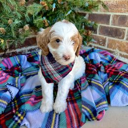 Goldendoodle Puppies from Duck River Goldendoodles