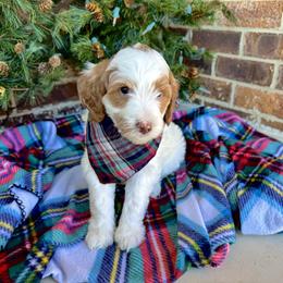 Goldendoodle Puppies from Duck River Goldendoodles