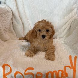 Rosemary - Apricot female Cavapoo puppy in Sherwood, Michigan from Patrick's Puppies