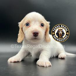 Hope - Cream female Dachshund puppy in Houston, Texas from Texas Regal Dachshunds LLC