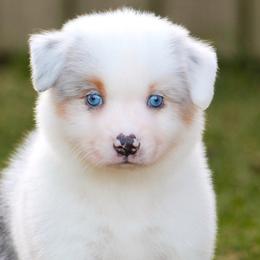 Frost - Blue merle male Miniature American Shepherd puppy in Palacios, Texas from Coastal’s Miniature American Shepherds