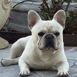 French Bulldog and Labrador Retriever Puppies from Desiree Ortiz's French Bull Dogs and Labrador Retrievers
