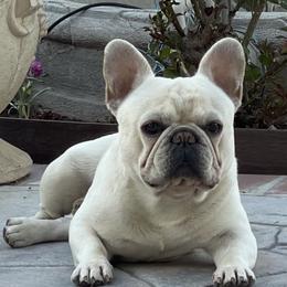 French Bulldog and Labrador Retriever Puppies from Desiree Ortiz's French Bull Dogs and Labrador Retrievers