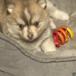 Pomsky and Toy Shetland Sheepdog Puppies from Lone Star Sheltie