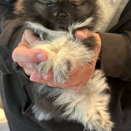 Tanner - Wolf sable male Pomeranian puppy in Grass Lake, Michigan from Chantilly Lace Poms