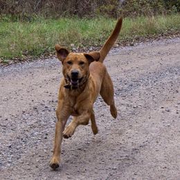 Labrador Retrievers from Zenner Up North Kennels