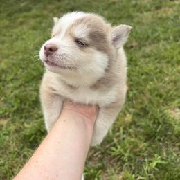 Pomsky Puppies from Fluff and Feathers