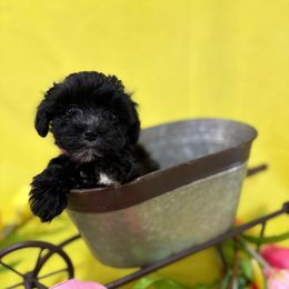CP4 pink - Black Schnoodle puppy in Benson, North Carolina from A Bundle of Love