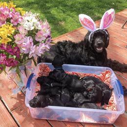 Portuguese Water Dog Puppies from Rustyco/Cayenne