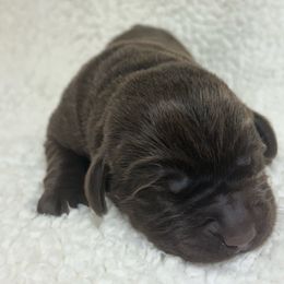Boy 1 - Chocolate male Labrador Retriever puppy in Stuart, Virginia from Russell Creek Labradors