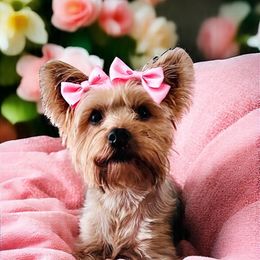 Prissy - Yorkshire Terrier
