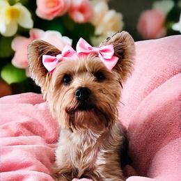 Prissy - Yorkshire Terrier