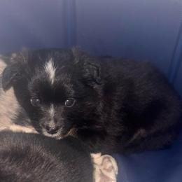 Tucker - Black tri male Toy Australian Shepherd puppy in Alabaster, Alabama from Bama Belle Aussies