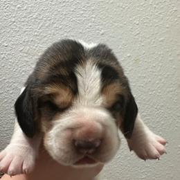 Light Yellow Boy - Black brown and white male Basset Hound puppy in Hood River, Oregon from The Walls Hounds With Heart