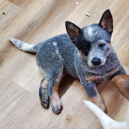 Blue girl (small overbite) - Blue speckled female Australian Cattle Dog puppy in Lenoir, North Carolina from Blue Coyote Ranch
