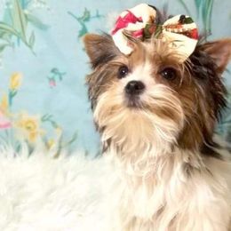Eva - Yorkshire Terrier
