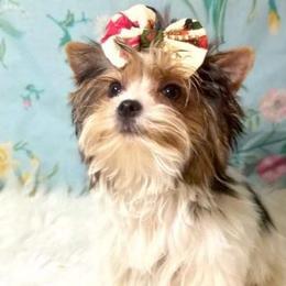 Eva - Yorkshire Terrier