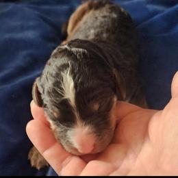 Diamond - Phantom male Goldendoodle puppy in Freedom, New York from Samantha's Goldendoodles