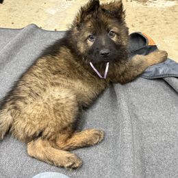 Light purple - Sable female German Shepherd puppy in Herrick, South Dakota from Dakota Shepherds Kennels
