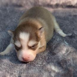 Bosco - Male - Chocolate male Pomsky puppy in Hurleyville, New York from My Crazy Pomskys