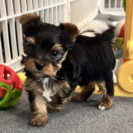 Yorkshire Terrier Puppies from Maranatha Yorkies